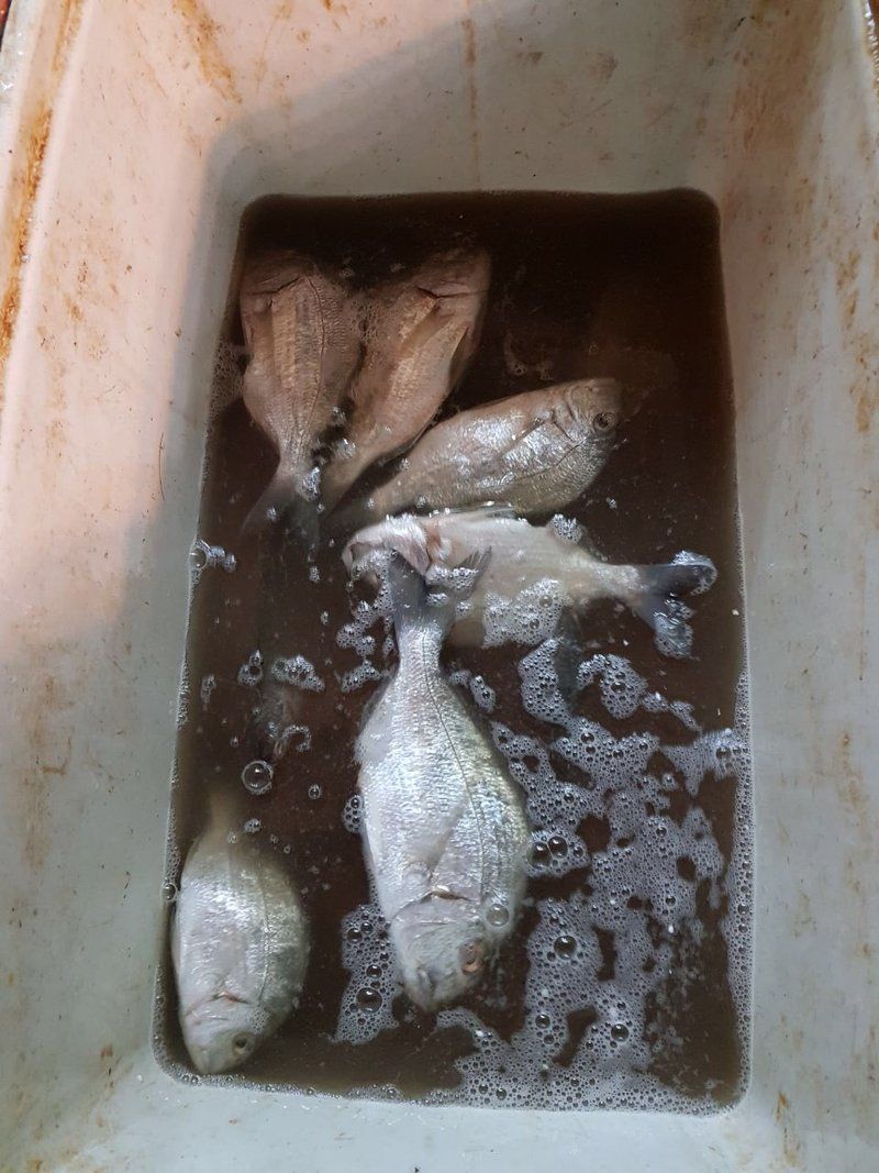 مصادرة 750 كيلو من الأسماك الفاسدة بسوق 