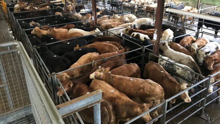 تصدير (10) آلاف من الماشية لسلطنة عمان